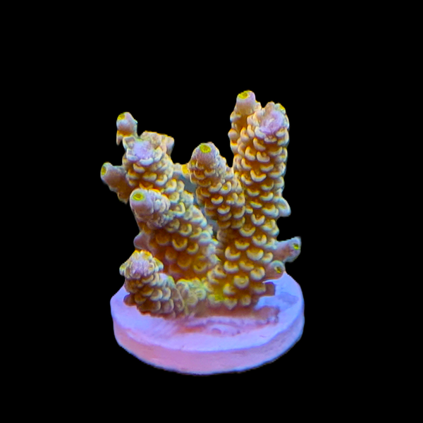 Acropora Tenuis - Yellow 3" frag