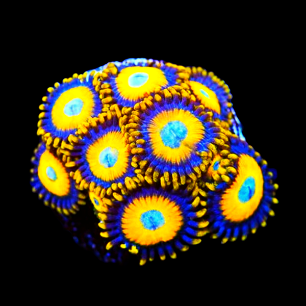 Scrambled Eggs Zoanthid