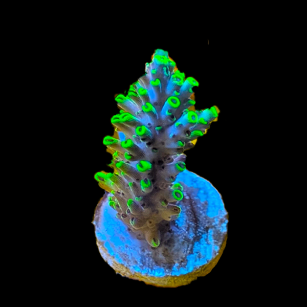 Acropora Selago - Frag