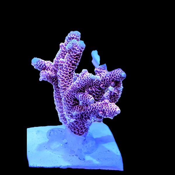 Acropora Millepora - Pink 3" frag