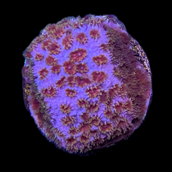 Skittle Bomb Cyphastrea Frag