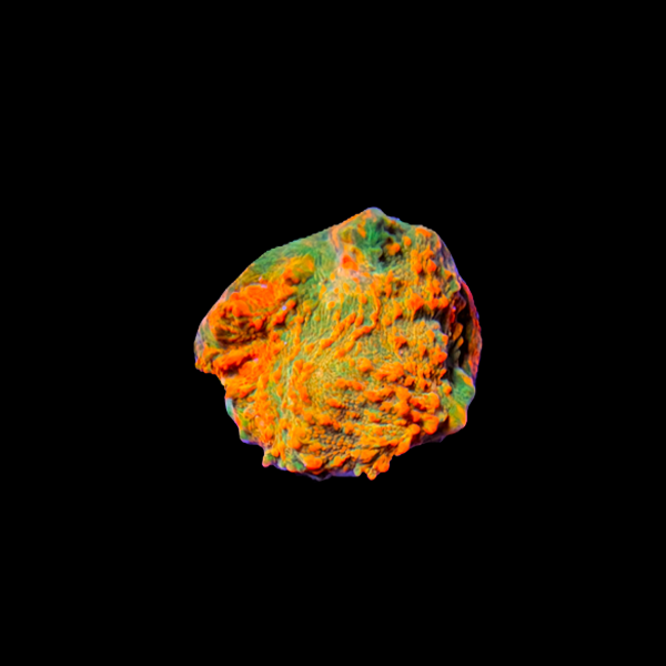Ultra  🍊 Orange Chalice Coral