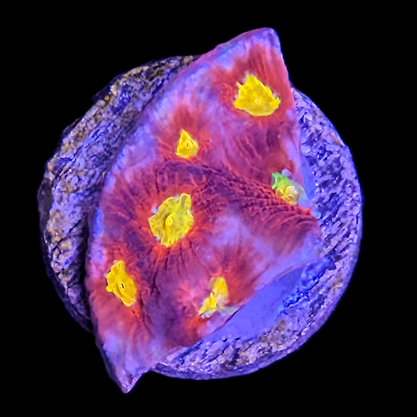 Yellow, Red and Purple Favia Frag