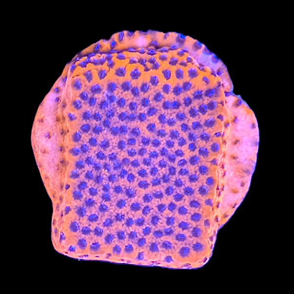 Mystic Sunset Montipora Frag