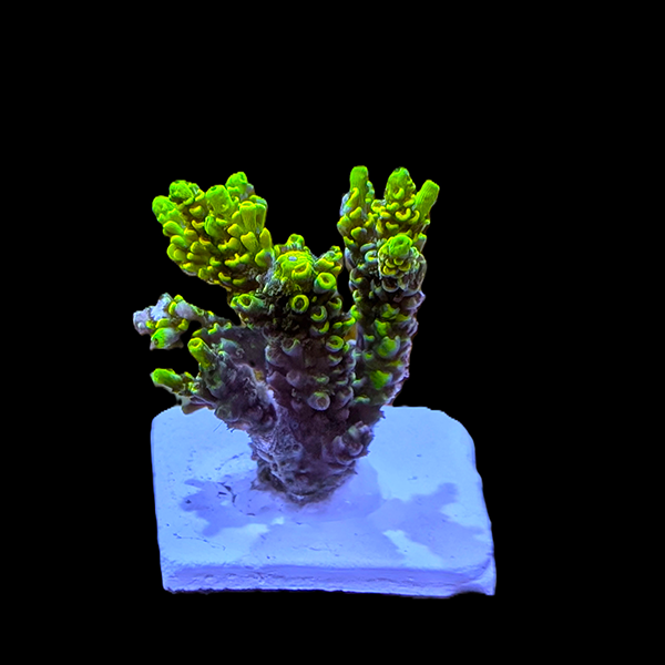 Acropora Tenuis - Green 3" frag