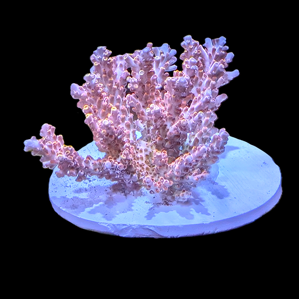 Acropora Abrotanoides - Red 3" frag