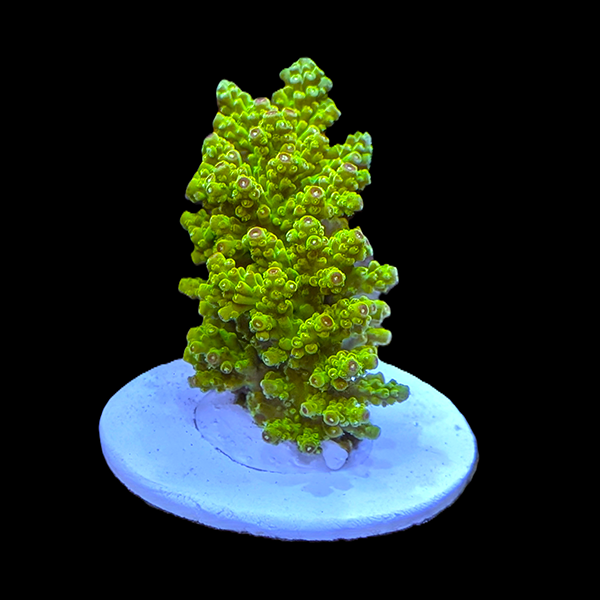 Acropora natalensis - Green 3" frag