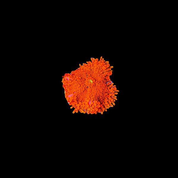 Ultra Orange Ricordea Yuma