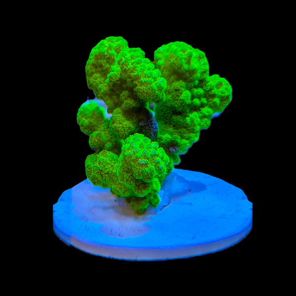 Green Pocillopora Coral 3" frag