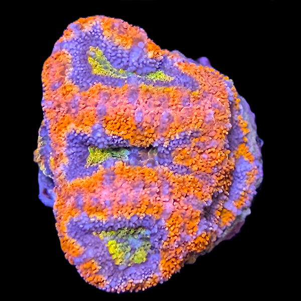 Red Yellow Acan Colony - WYSIWYG