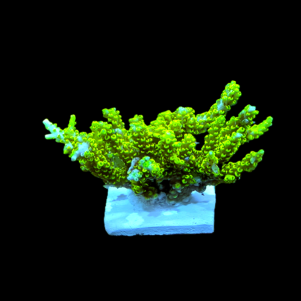 Acropora Tenuis - Green 3" frag