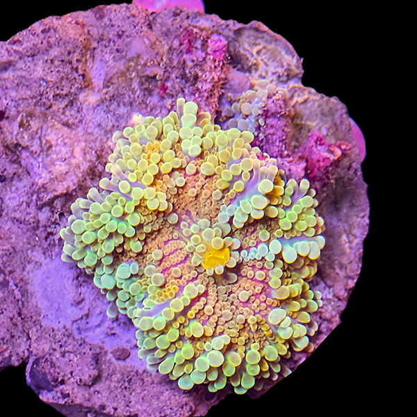 Green Yuma Mushroom - Large - WYSIWYG