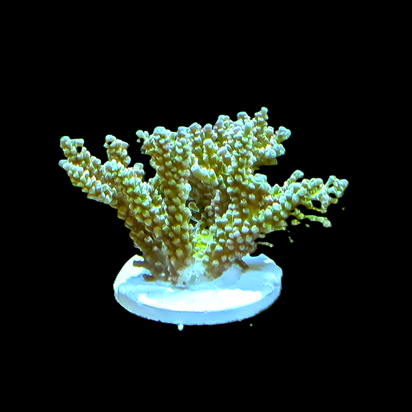 Acropora Tenuis - Green 3" frag