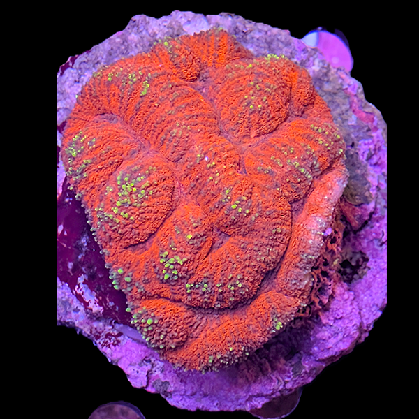 Ultra Red Lobophyllia - WYSIWYG