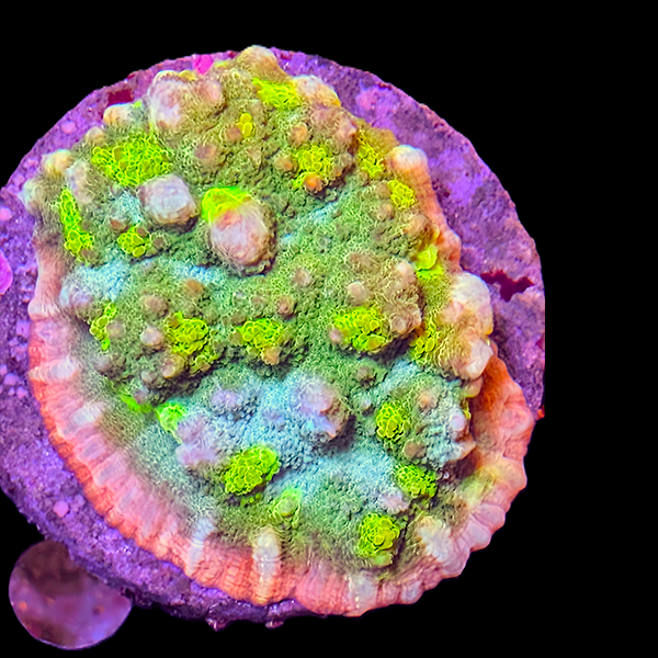 Green Chalice Colony - WYSIWYG
