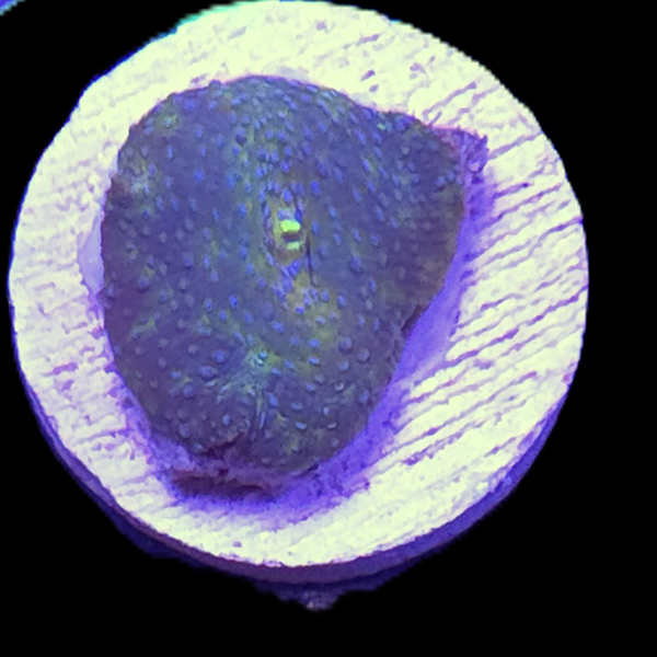 High Grade Green Discoma Frag