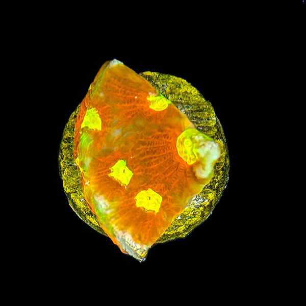 Red and Yellow Chalice Frag