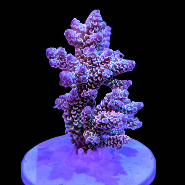 Acropora Nasuta - Purple 3" frag