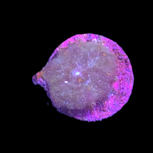 Ultra Rhodactis Mushroom