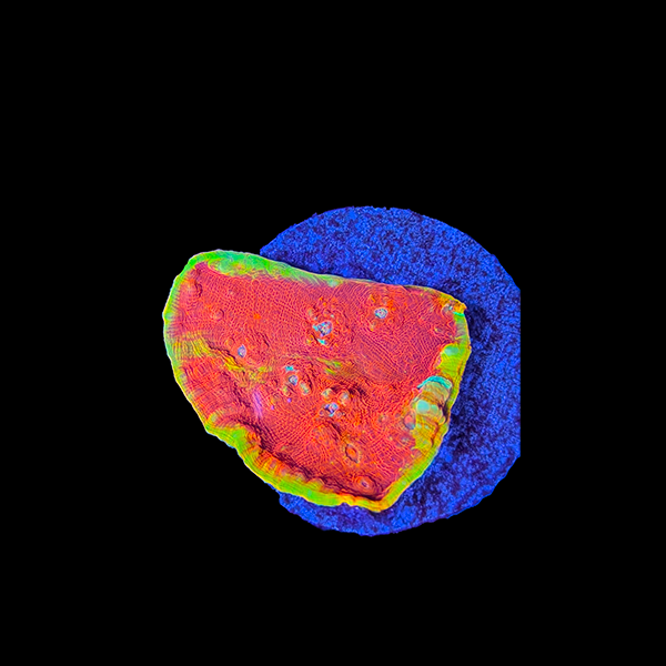 Ultra rainbow Chalice Corals
