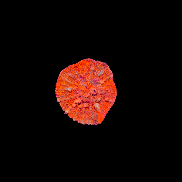 Ultra Fire Chalice Coral 🔥