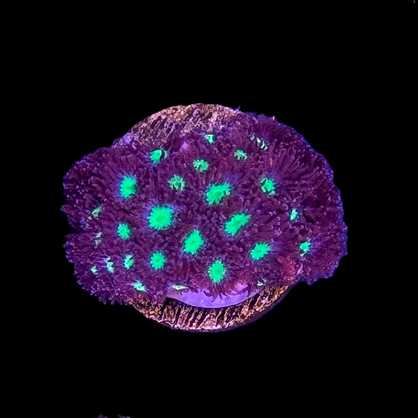 Purple and Green Leptastrea