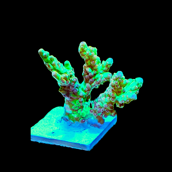 Acropora Florida - Red Green 3" frag