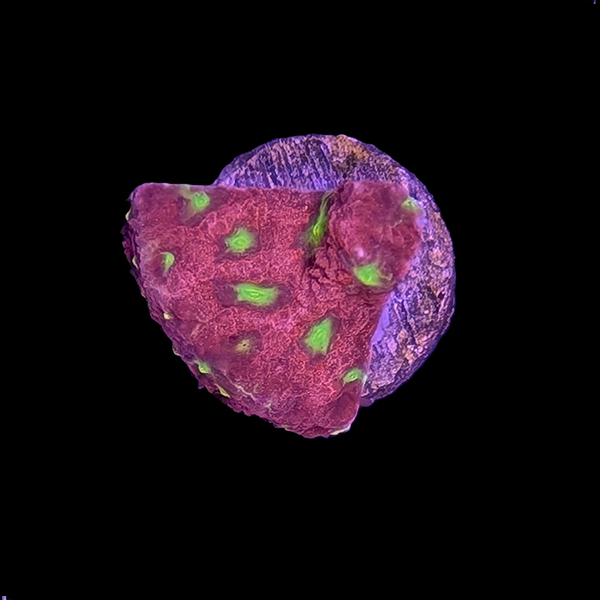 Red Green Favia Frag
