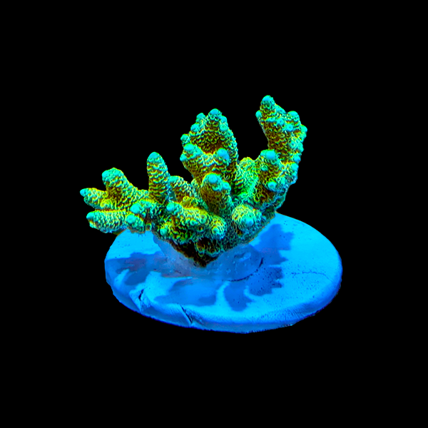 Acropora Millepora - Green 3" frag