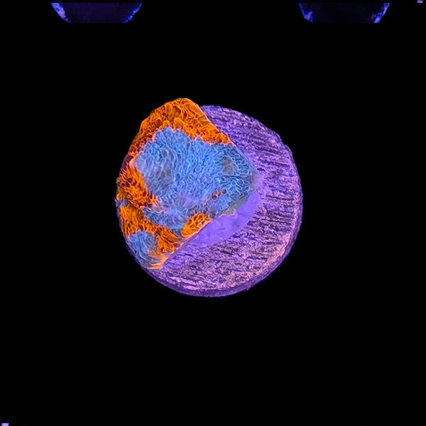 Red and Blue Chalice Frag