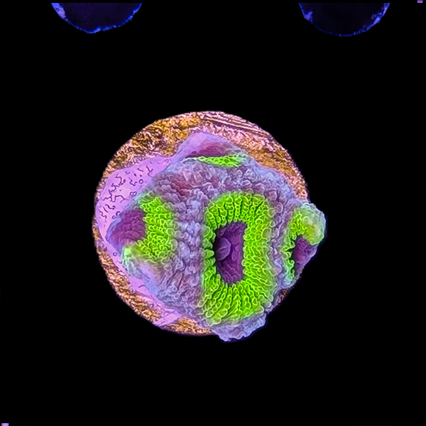 Green and Purple Favia Brain Frag