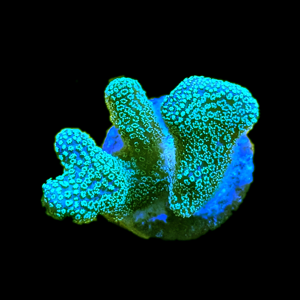Green Stylophora Frag