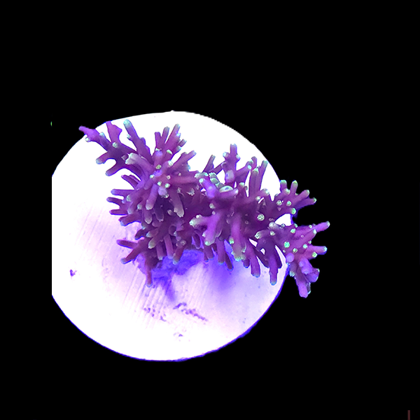 Acropora Echinata Frag