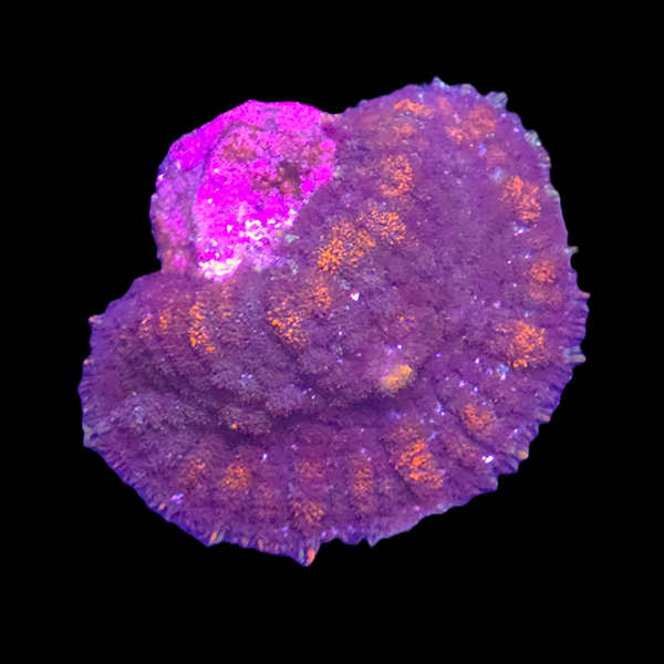 Ultra Rhodactis Mushroom