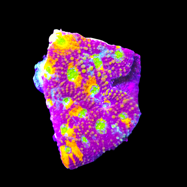 Orange Echinata Frag