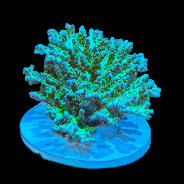 Acropora chesterfieldensis - Green 3" frag