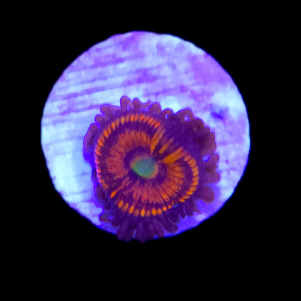 Gobstopper Zoanthids