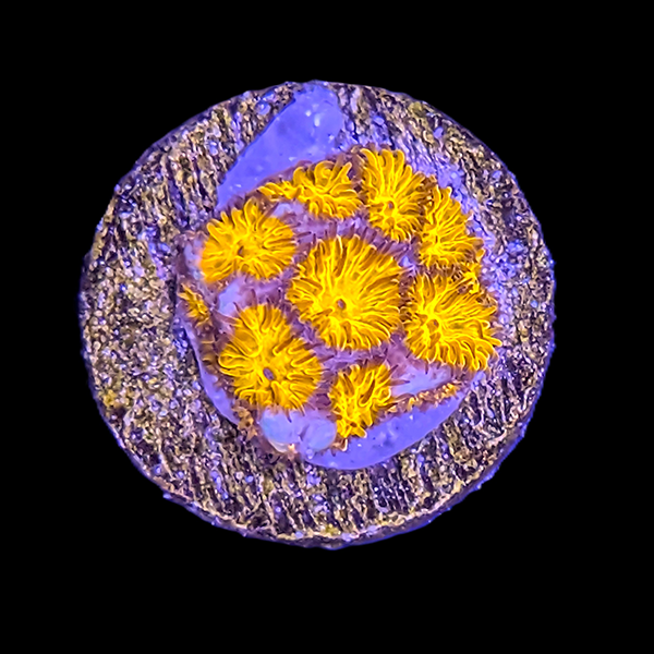 Blue and yellow Leptastrea Frag