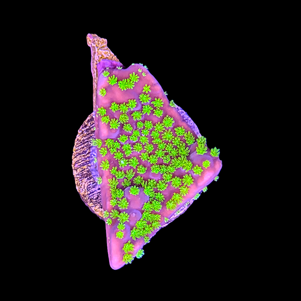 Green Eye Cup Coral Frag