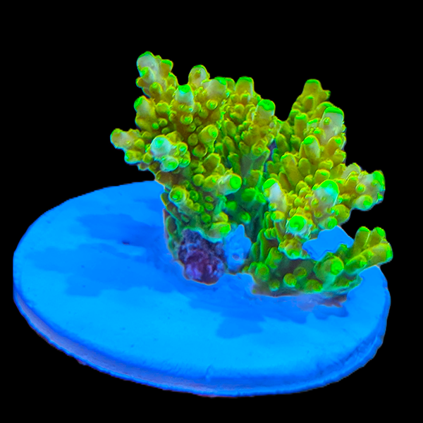 Acropora Selago - Green Yellow 3" frag