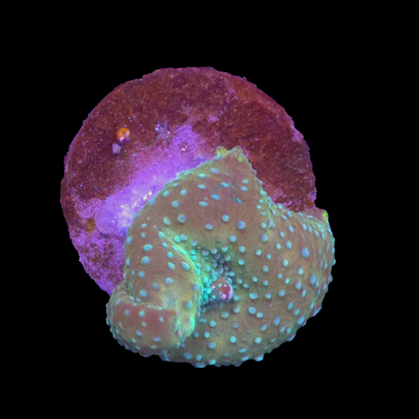 Green Discoma Frag