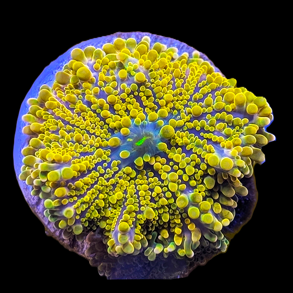 Orange Yuma Mushroom Frag