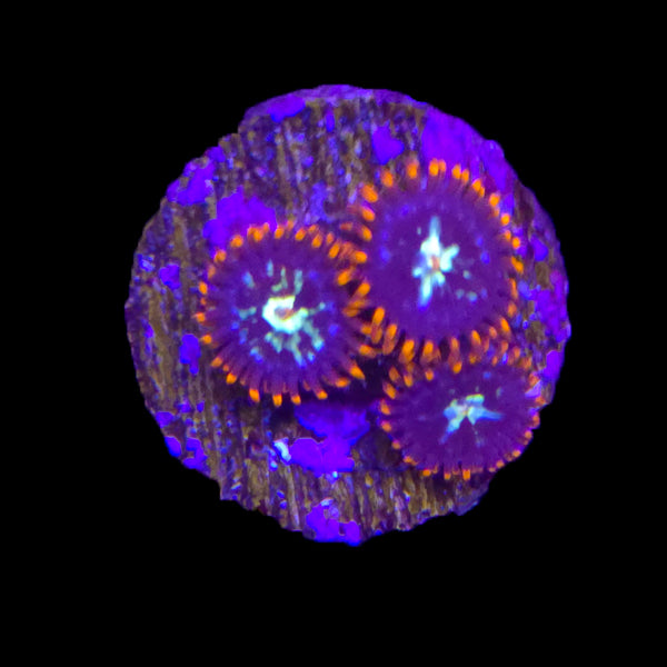 Ring of Fire Zoanthid