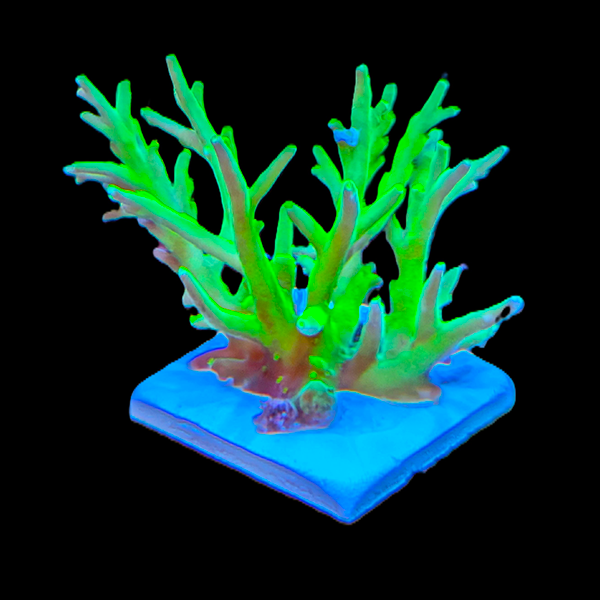 Acropora Suharsonoi - Green 3" frag