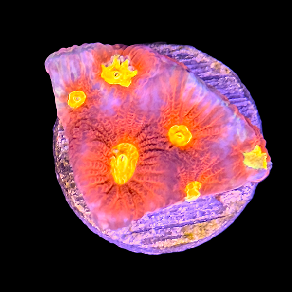 Yellow, Red and Purple Favia Frag