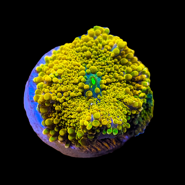 Orange Yuma Mushroom Frag