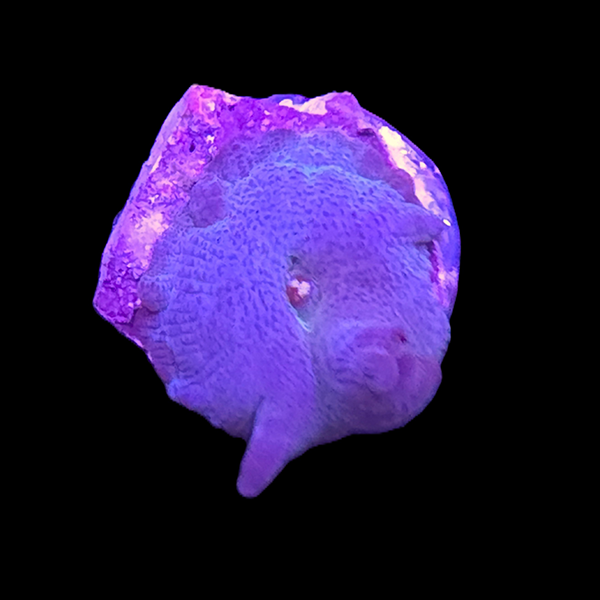 Blue Discoma Mushroom