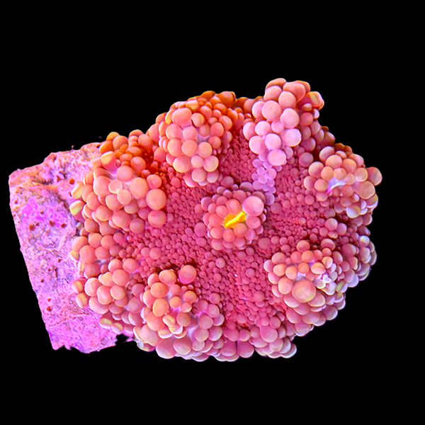 Red Yuma Mushroom - Large - WYSIWYG