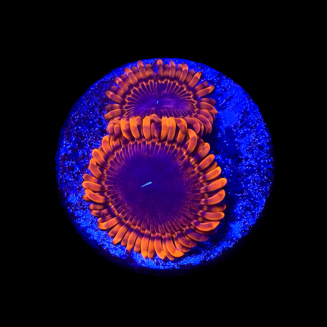 WYSIWYG Scarlet Witch Zoa (A2)