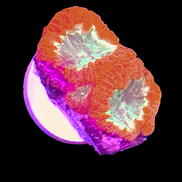 Blastomussa Wellsi Frag C - WYSIWYG
